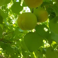 فروش-باغ