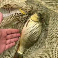 فروش انواع ماهی ریز وغذای ماهی