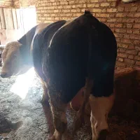 خرید،فروش گاوگوساله هرنوع سالم اوژانسی پاشکسته قصر