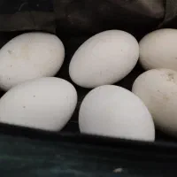 تخم بط نطفه دار