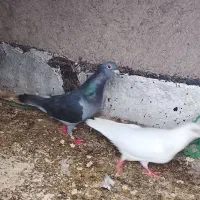 کبوتر|پرنده|سجاس رود, |دیوار