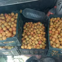 زردآلو نوری شاهرودی معمولی اصفهانی