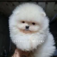 توله سگ پامر خرسی سوپر چمپیون.کیفیت بالا