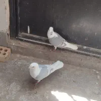 یک جفت گراف فروشی