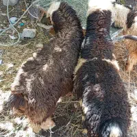بره نر32کیلوی2عدد تک فروشی دارم