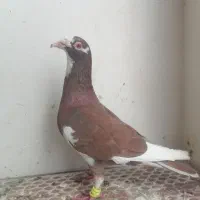 کبوتر|پرنده|مشهد, وکیل‌آباد|دیوار