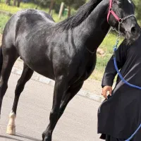 نریان مشکی عرب