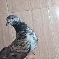 کبوتر پرشی