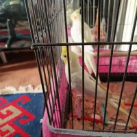 عروس هلندی مولد