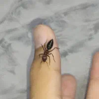 مورچه ملکه صحرایی