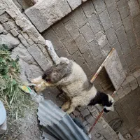 بره،کوه،تموم،کاراستخان،دار