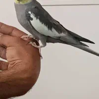 عروس هلندی نر