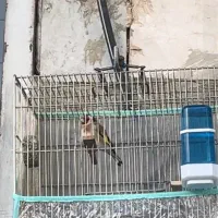 سهره