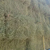 یونجه خالص