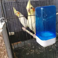تخم عروس هلندی لوتبنو