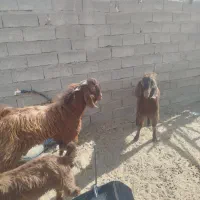 سه عدد پاچن دونه ای سی میلیون