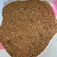 فروش کندم درجه یک
