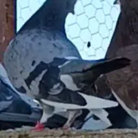 کفتر گمشده سبز دست پره