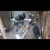 کبوتر کفتر