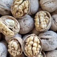 گردو تویسرکان پوست کاغذی امسالی لوبیا چیتی کشمش