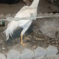 خروس لاری