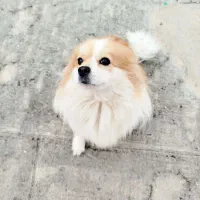 پامر روباهی