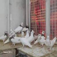 کبوتر طوقی جوجه و جفتگاه با جوجه