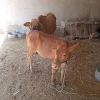 گاو محلی