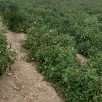 فروش گوجه ربی