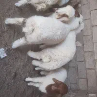 بره‌‌عراقی