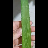 آلوئه ورا اپونتیا کاکتوس برگ آلوئه ورا