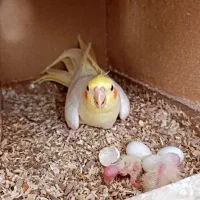 عروس لوتینومولدسالن