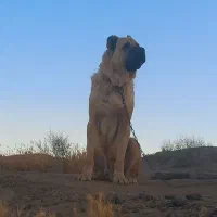 سرابی