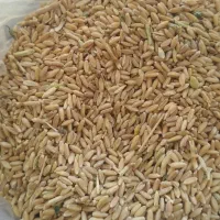 گندم دیمی|خوردنی و آشامیدنی|زنده رود, |دیوار