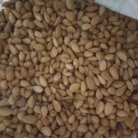 بادام کوهی به تناژعمده
