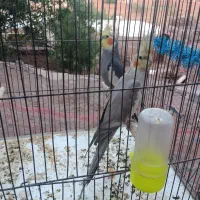 عروس هلندی