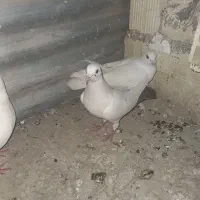 کبوتر