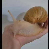 حلزون فروش و خرید