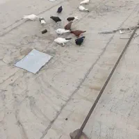 کفتر پرشی و تزعینی