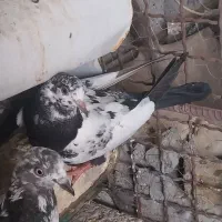 خوش‌‌رنگ‌وزیبا