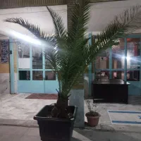 نخل فونیکس|گل و گیاه طبیعی|کرج, اصفهانی‌ها|دیوار