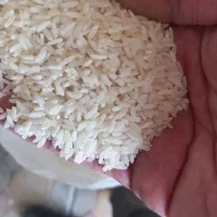 برنج طارم و هاشمی و شیرودی درجه یک اعلا