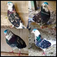کفتر کبوتر شازده سرور کلکسیونی بعد از ظهری ۳۵ عدد