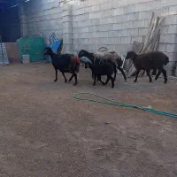 میش و بره قزل افشار