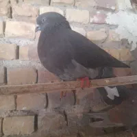 کبوتر پرشی