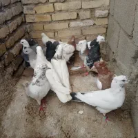 کبوتر|پرنده|ایذه, |دیوار
