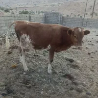 گوساله نر