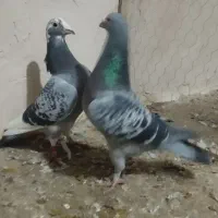 مسافتی ن|پرنده|نقده, |دیوار