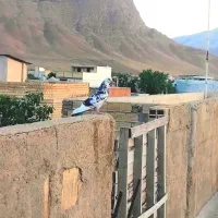 فروش چند عدد کبوتر خوب