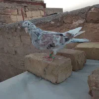 کفتر پرشی